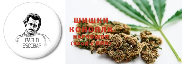 прущие грибы Новозыбков