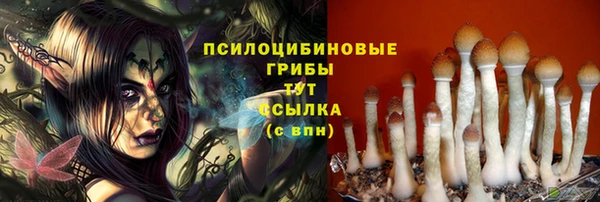 прущие грибы Новозыбков